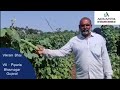 Farmer testimonial  hybrid ridge gourd aneeta  sarkhej 