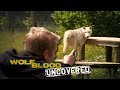 Face to Face | Wolfblood Uncovered