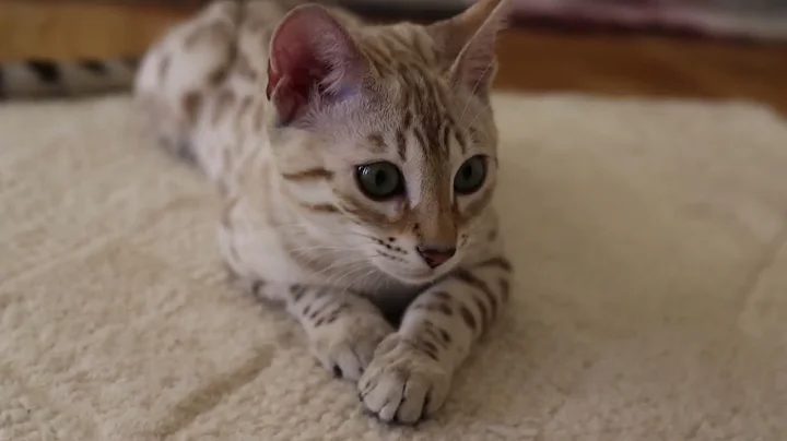 Video 635901: lynx bengal cat, cattery cats bengal, gorgeous bengal cat, spotted bengal cat, brown bengal cat