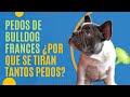 Gases en el bulldog frances  ¿Por qué se tira tantos pedos apestosos tu bulldog francés?