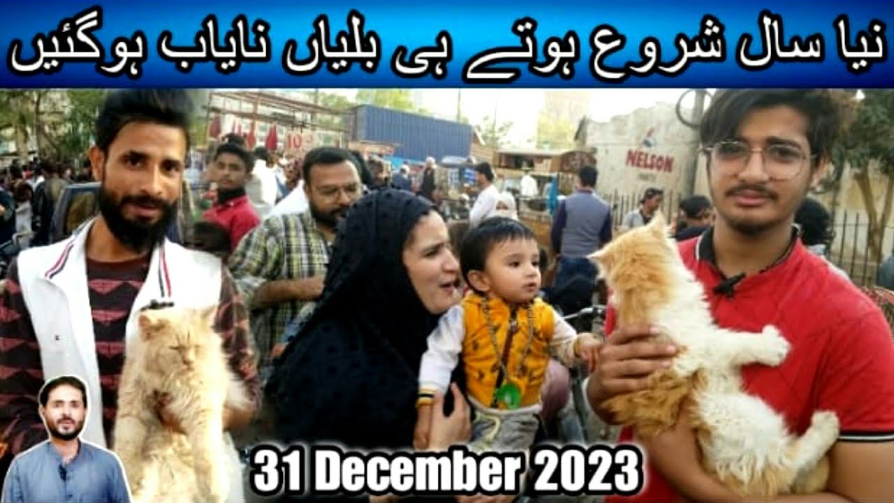Saddar cats market December 31, 2024 Karachi cats market Persian