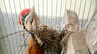 Pelatuk bawang gacor tembak kan rapat dan kasar