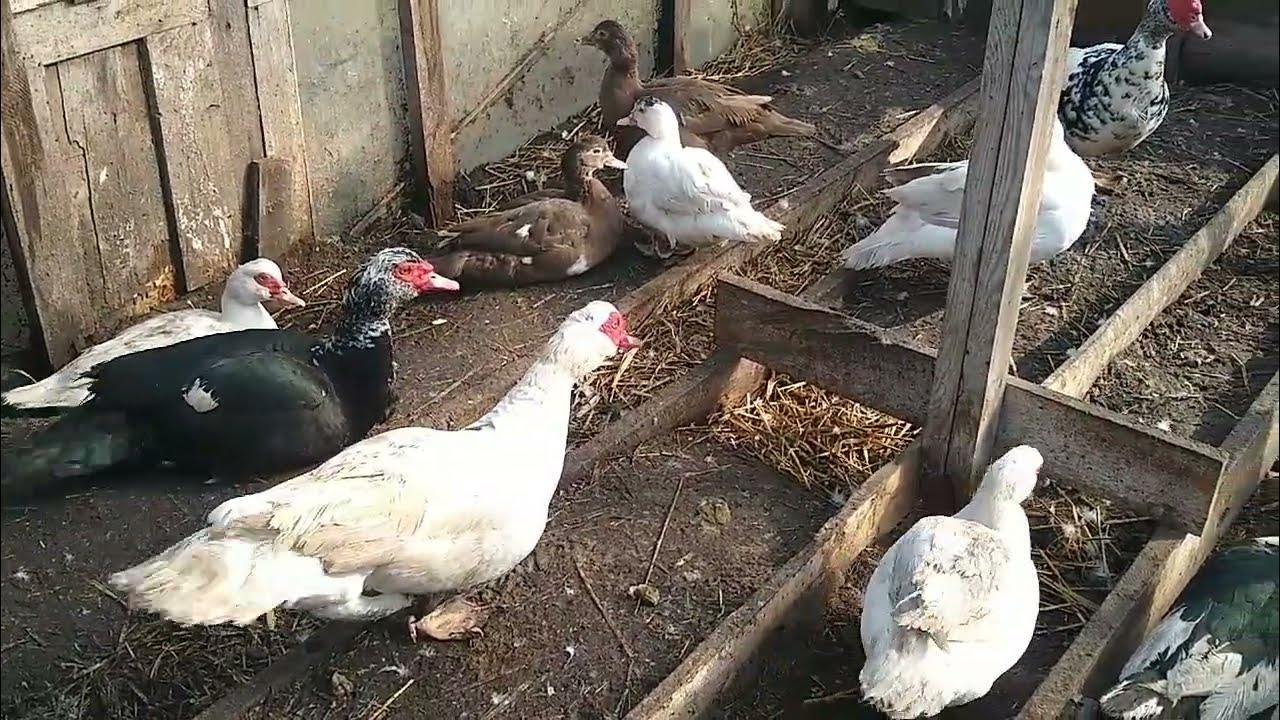 Мускусная утка чем кормить. Мускусная утка чем кормить