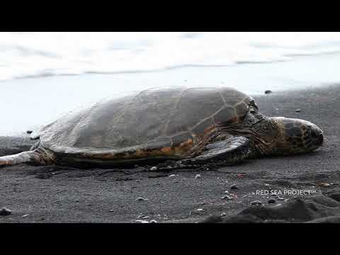 Code of Conduct and Best Practices in Turtle Nesting Areas