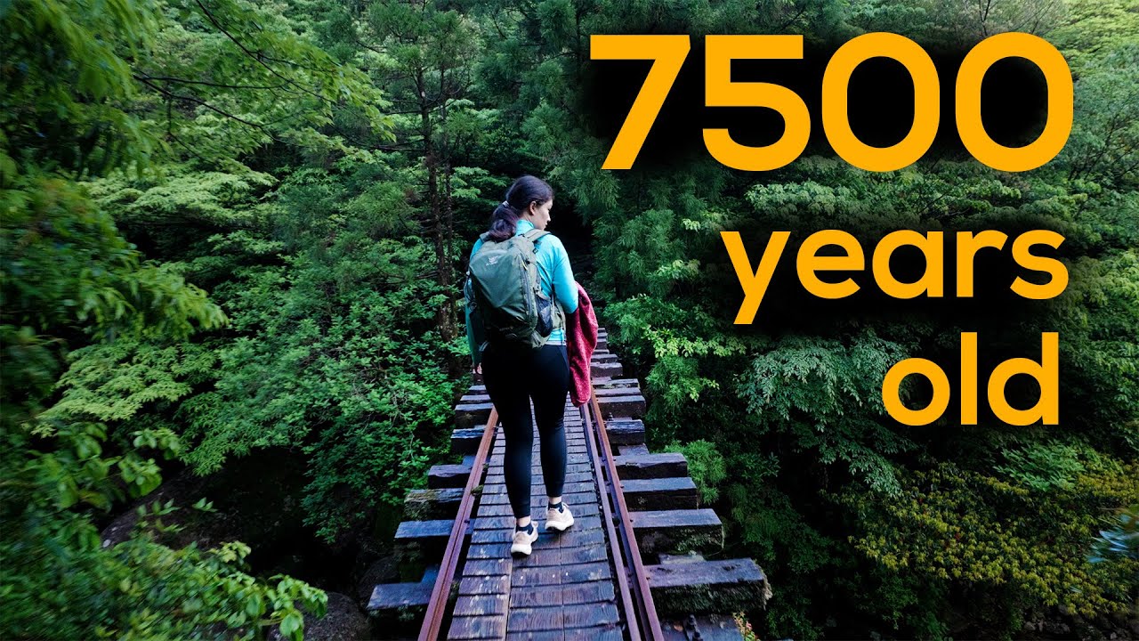 8h hike to Japan's oldest Tree | insane forest ASMR