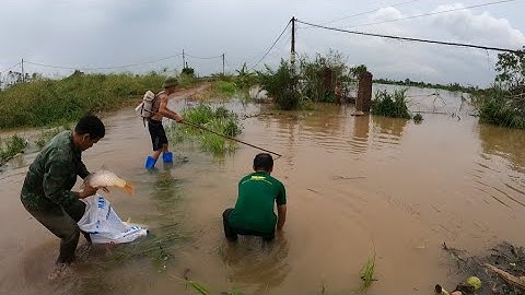 Kích Cá Mùa Mưa Lũ Bắt Cá Chép, Cá Trắm Gần 10 Kg Đang Ngược Nước Lũ Bơi Đàn Bắt Không Xuể