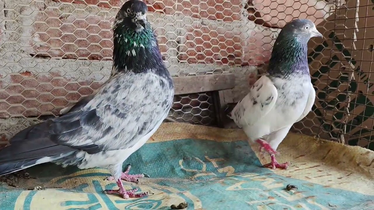 #desi teddy pigeon 