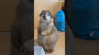 Information โ
Cute Marmot ๐นโค๏ธ Chewing ๐ Guide