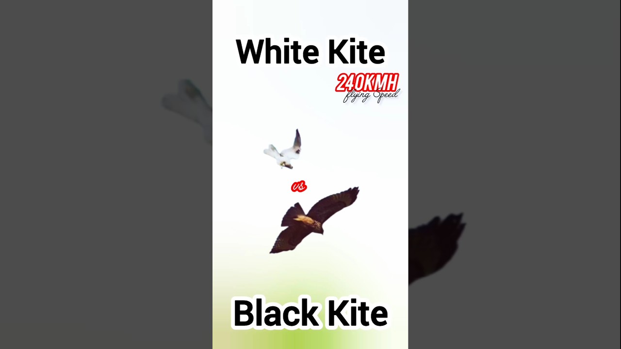 White Tailed Kite vs Black Kite , flying speed 240km/h #fyp