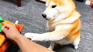 柴犬の前で人参泥棒したらなんか感動の刑事ドラマが始まってしまった