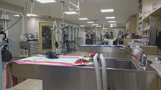 Veterinary shortage while more Mainers adopt pets