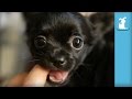 Apple Head Chihuahua For Sale Craigslist