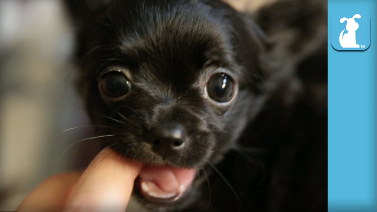 teresa's akc chihuahuas