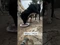 Today I fed a hungry street dog🥺🐶Please support,spread kindness❤️#shorts#dog#helpinganimals#kindness