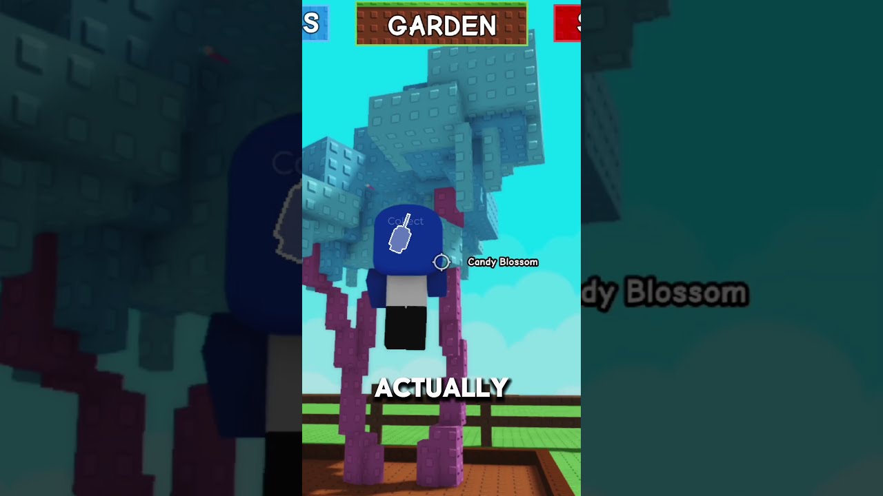 CANDY BLOSSOM IS BACK 