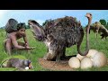 OMG! Mother Ostrich Failed Protect Her Eggs From Human, Monkey, Hyena – Eagle vs Snake, Baboon, Fish