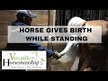 Horse Gives Birth While Standing // Versatile Horsemanship