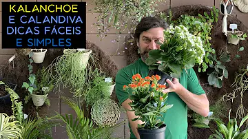 O que fazer para a Kalanchoe florir?