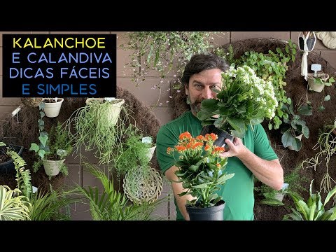 Vídeo: Com Cuidar Kalanchoe Kalandiva