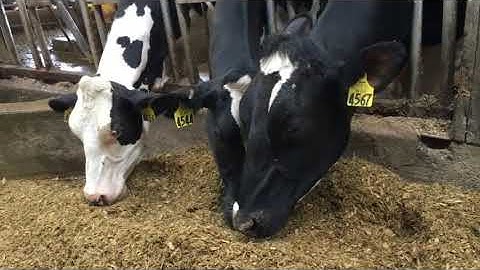 EZfeed from Amelicor - Video by Wagner Farms