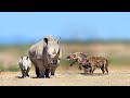 The battle of the rhinoceros and the hyena