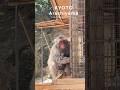 ママはお食事中🐒✨ #ニホンザル #babymonkey #arashiyama