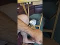 Morning Coffee With Willow The Umbrella Cockatoo