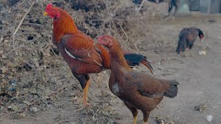 Relaxing Farm Wind and Soft Chick Sounds for Stress Relief screenshot 4