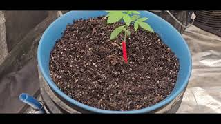 Pheno hunting week 4
