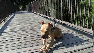 Breakbreds Kennel Enjoying My Animals Strolling Wit Truly