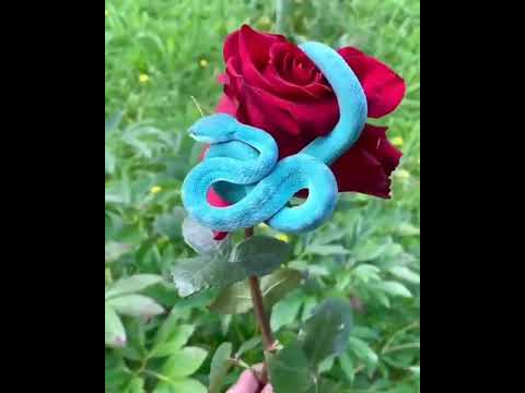تناسق غريب وعجيب فى الالوان سبحان الله عجائب غرائب