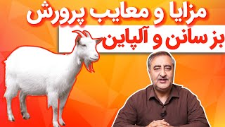 مزایا و معایب پرورش بز سانن و آلپاین