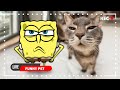 New Funny Videos 2023 - Funniest Cats And Dogs Videos 😾🐶 Spongebob in Real Life! | Woa Doodland