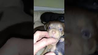 Chihuahua min pin York is puppy by CLAY COUNTY DOG RESCUE CELINA TENNESSEE 310 views 5 years ago 1 minute, 22 seconds