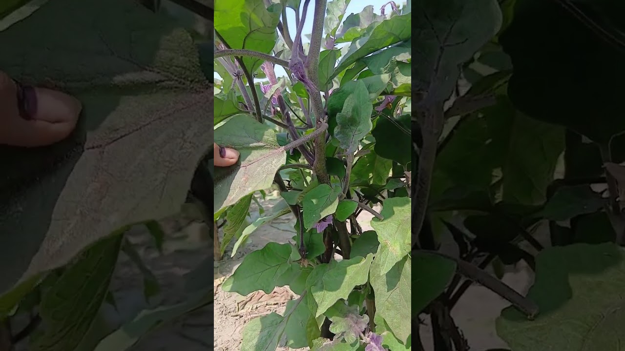 দুই জা মিলে চলে আসলাম  জমিতে, বেগুন তুলতে 🍆,রিমাকে খুব মিস করছি 🥰