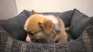 ペットショップCoo&Riku　　コーギー　　222208