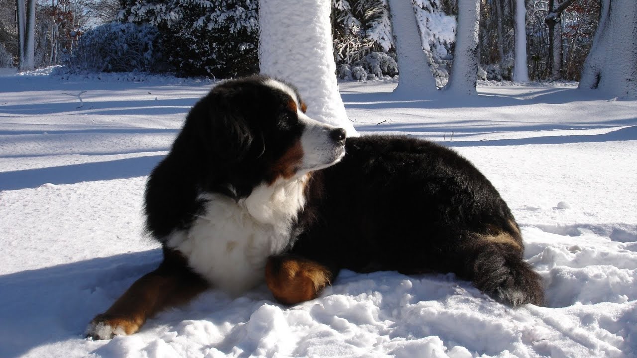 Bernese Mountain Dog and Canine Skin Allergies YouTube