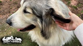 町の家の娘の訪問がとても嬉しかったアランとベルとリリーです　Great Pyrenees　グレートピレニーズ