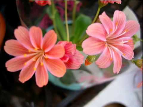 さよならの夏（Covered by 千の風）.wmv