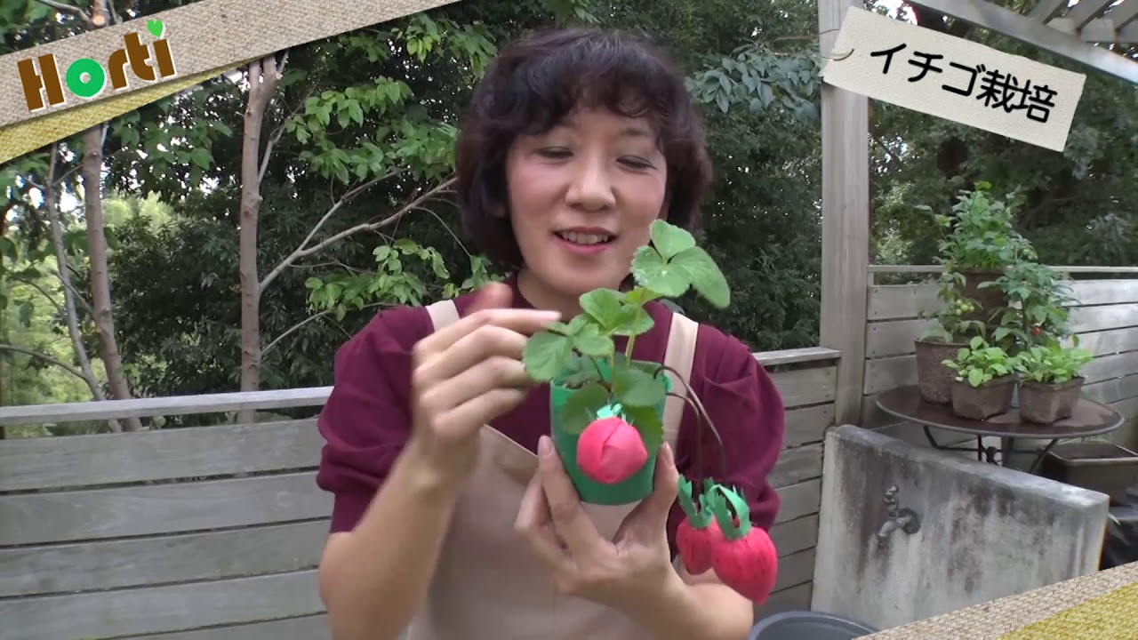 初めてのイチゴ栽培 植えるときのポイント Youtube