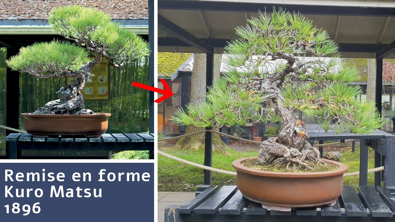 KURO MATSU DU PARC FLORAL DE PARIS