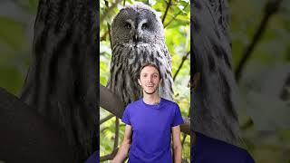 Uccel di BOSCO - Modi di Dire Italiani #19 - Learn Italian Idioms #shorts Thumb