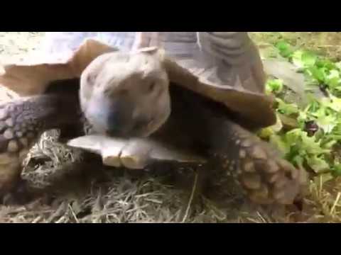 dunno means Giggles chomping on fresh lettuce