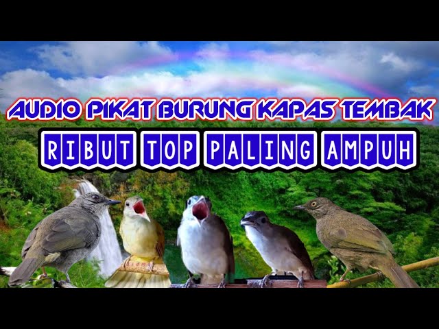 Suara pikat burung kapas tembak ribut mp3 class=