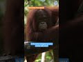 An Orangutan's story of hardship and SURVIVAL! #orangutans #animals
