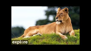 Nikita Lioness Highlights - 2021 by Explore Cats Lions Tigers 2,675 views 2 years ago 1 hour, 35 minutes