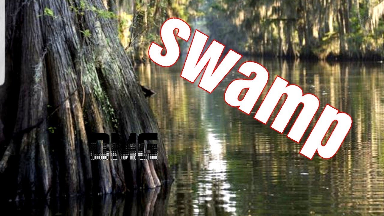 What the swamp looks like YouTube