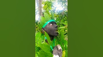 "Bird calls" #forestanimals #birdsounds #naturesvoice #nature #birds #shorts