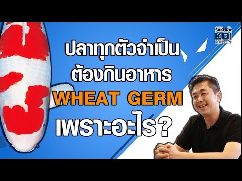 อาหารปลาวีทเจิร์ม สำคัญต่อปลาอย่างไร? Sakura Koi Wheat Germ