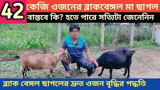 ব্লাক বেঙ্গল ছাগল খামার | দেশী ছাগলের খামার | west bengal best goat farm